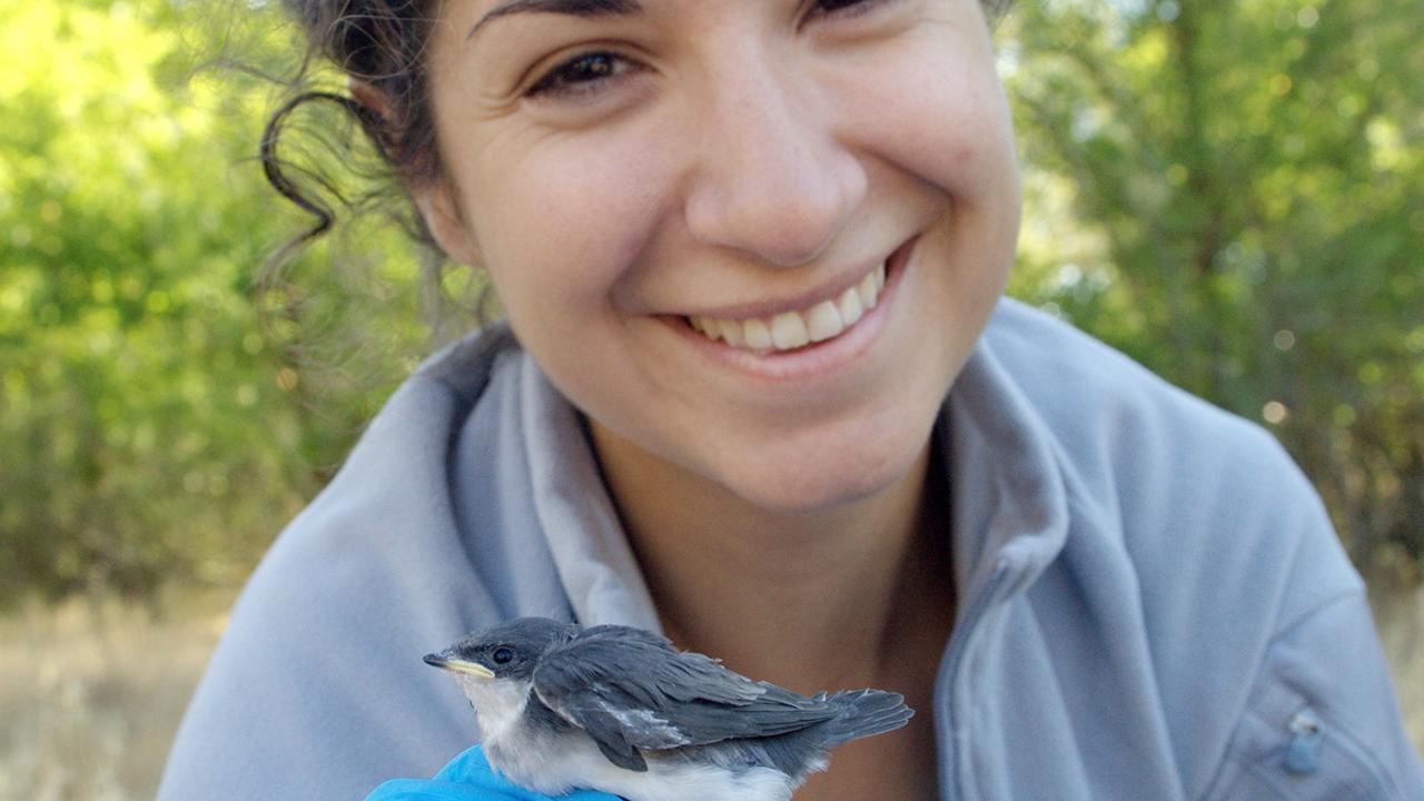 Ph.D. graduate Allison Injaian studies the effects of noise pollution on tree swallows. Courtesy photo Allison Injaian